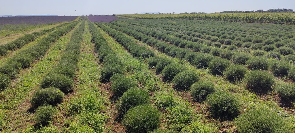 Убранное лавандовое поле