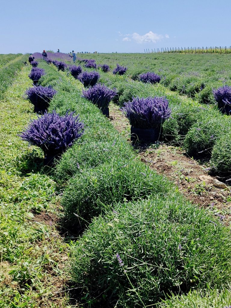 Фото собора флористического лавандина