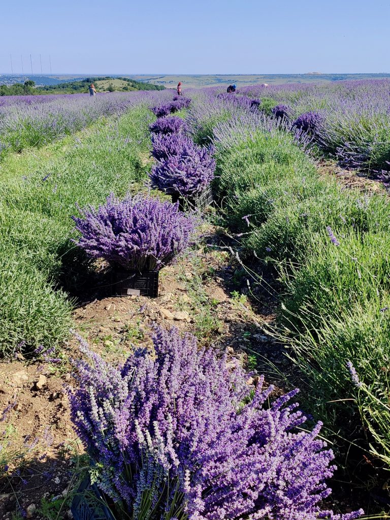 Фото ручной резки лавандина для флористики