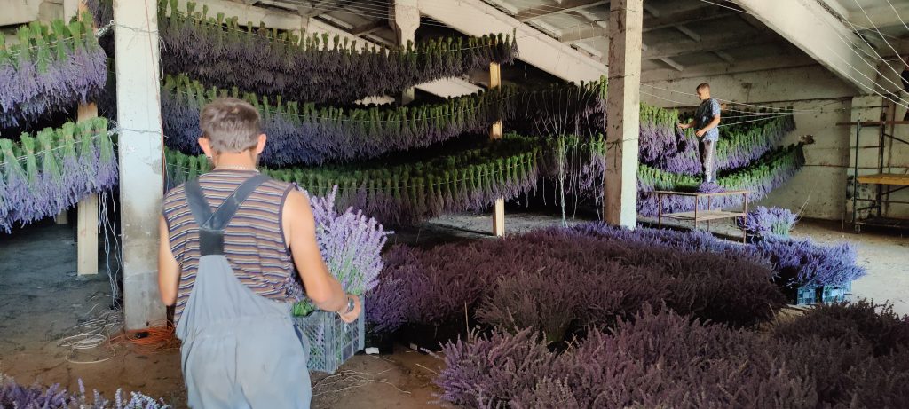 Сушка лаванды Лавандового Замка