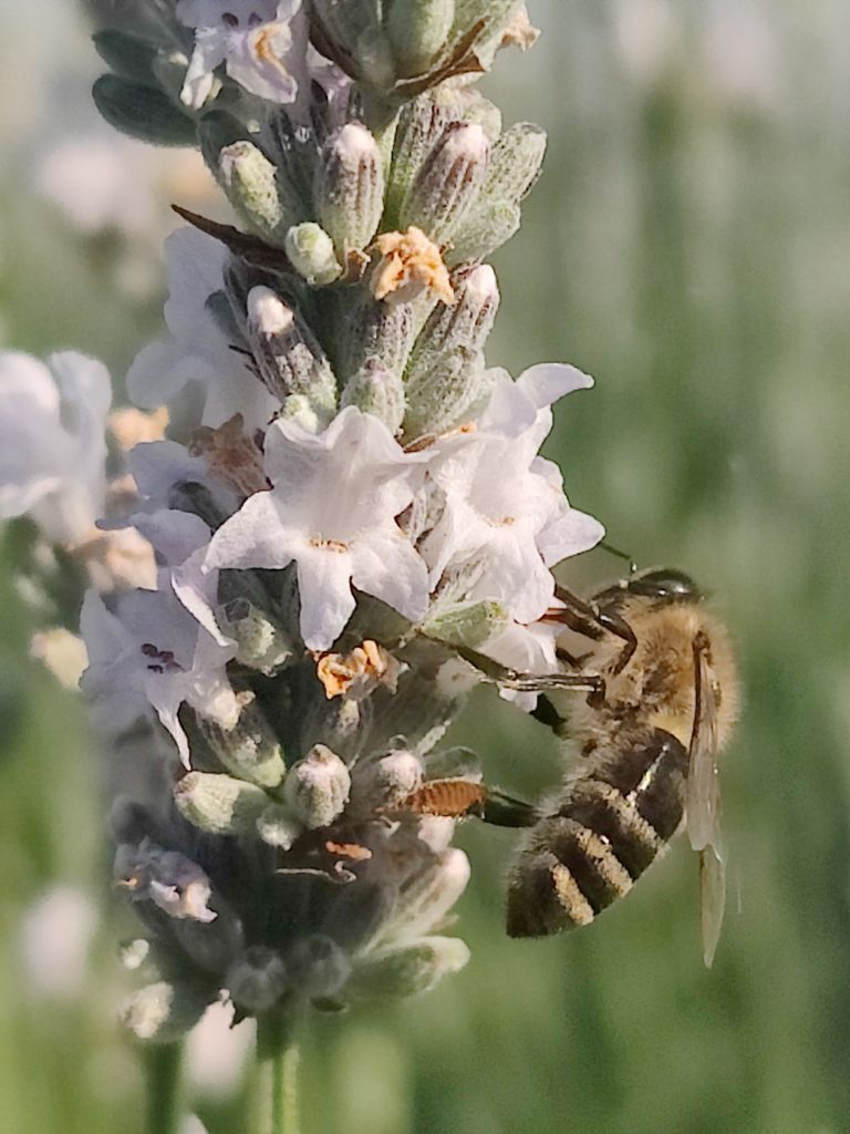 Пчела на белой лаванде