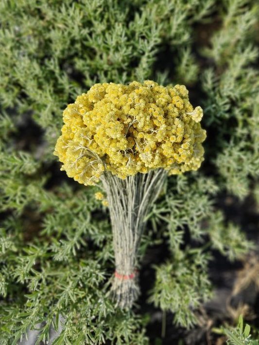 Сергей Русаков