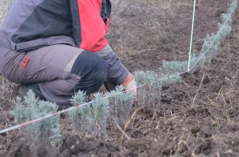 Посадка лаванды