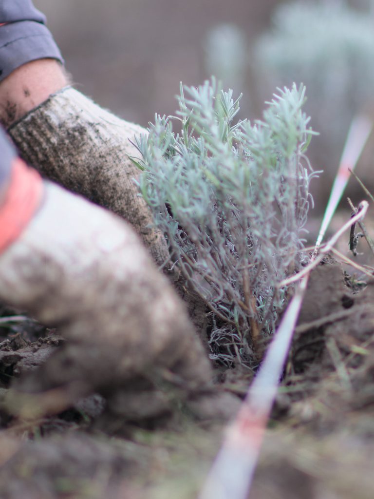 Фото посадка лавандового куста