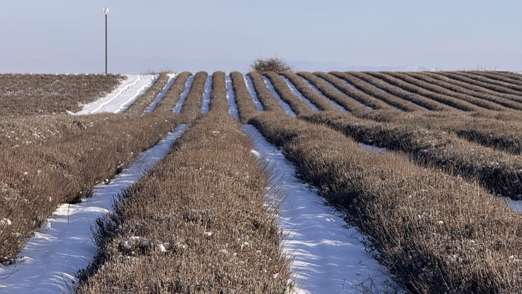 Как пережить весну: главный секрет зимостойкости лаванды