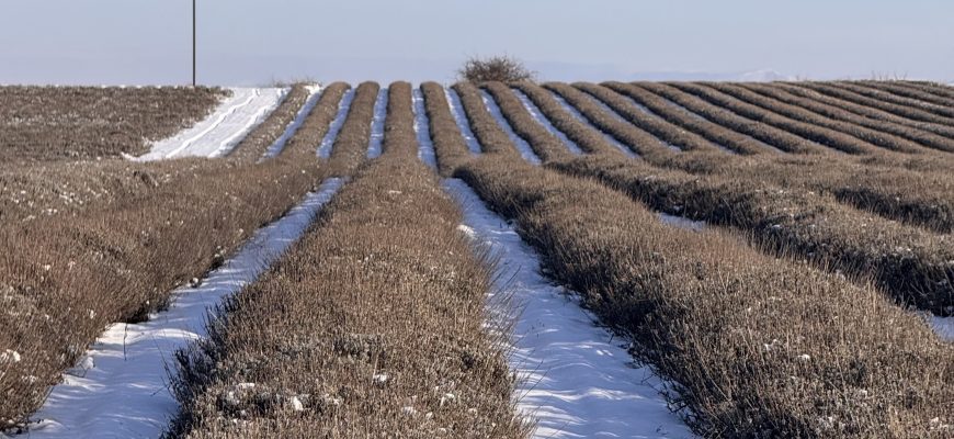img 8375 Ключевой инсайт: основная масса выпадов происходит не в глухозимье, а в период весеннего возвратного похолодания. Мороз — лишь триггер, а корень проблемы — в неготовности растения к резкой смене режимов.