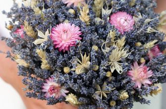 91b0bc8b04c5914f39a7d6aaf5fc739a С 2017 года занимается сельским хозяйством, экспериментатор, лавандовый селекционер. В прошлом специалист IT индустрии.