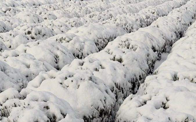 Фото лаванды под снегом