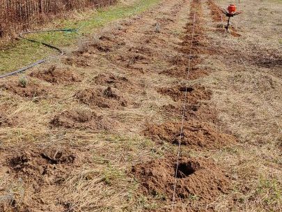 Что важно знать, если хотите посадить лаванду в холодном климате. Подготовка почвы. Часть 1 из 3.