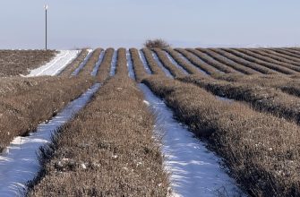 Как пережить весну: главный секрет зимостойкости лаванды 12 img 8375 Ключевой инсайт: основная масса выпадов происходит не в глухозимье, а в период весеннего возвратного похолодания. Мороз — лишь триггер, а корень проблемы — в неготовности растения к резкой смене режимов.